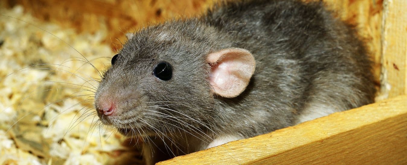 Debunking Rat Removal Myths: Separating Fact from Fiction