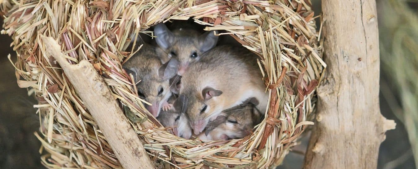 How to Get Rid of Mouse Nests: Effective Removal Strategies