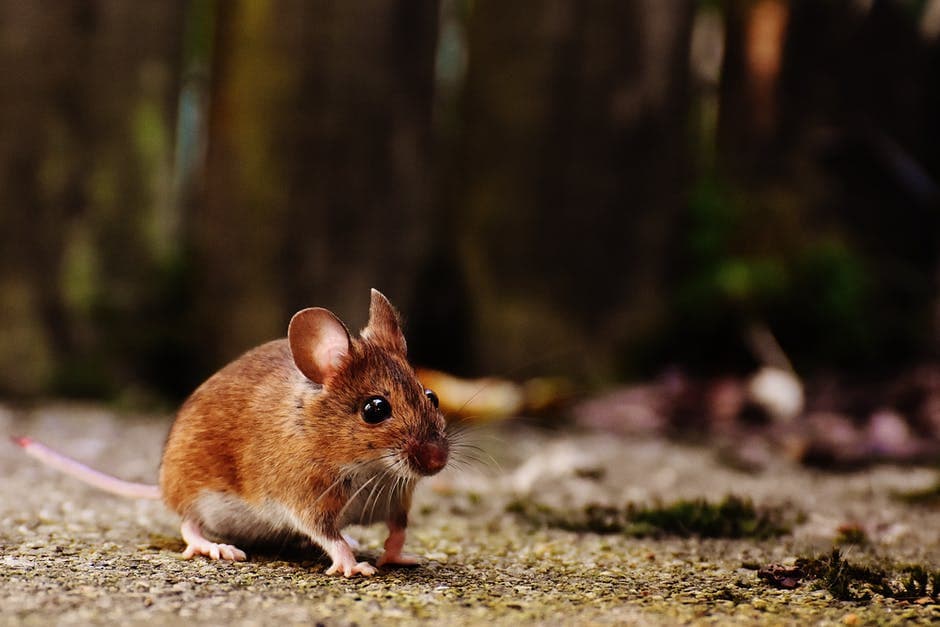 Post-Holiday Pest Cleanup: Keeping Your Home Rodent-Free