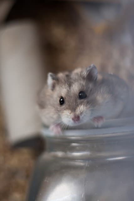 Fireplace & Chimney Safety: Hidden Pest Entry Points