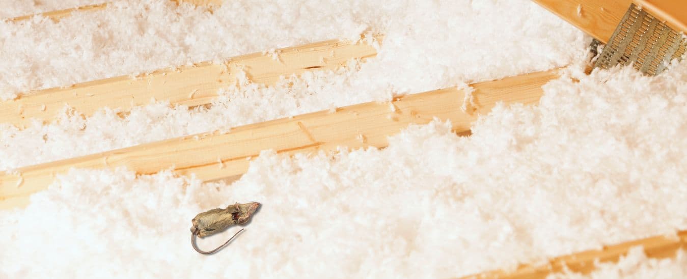 Ultimate Guide to Safely Remove Dead Animal from Attic