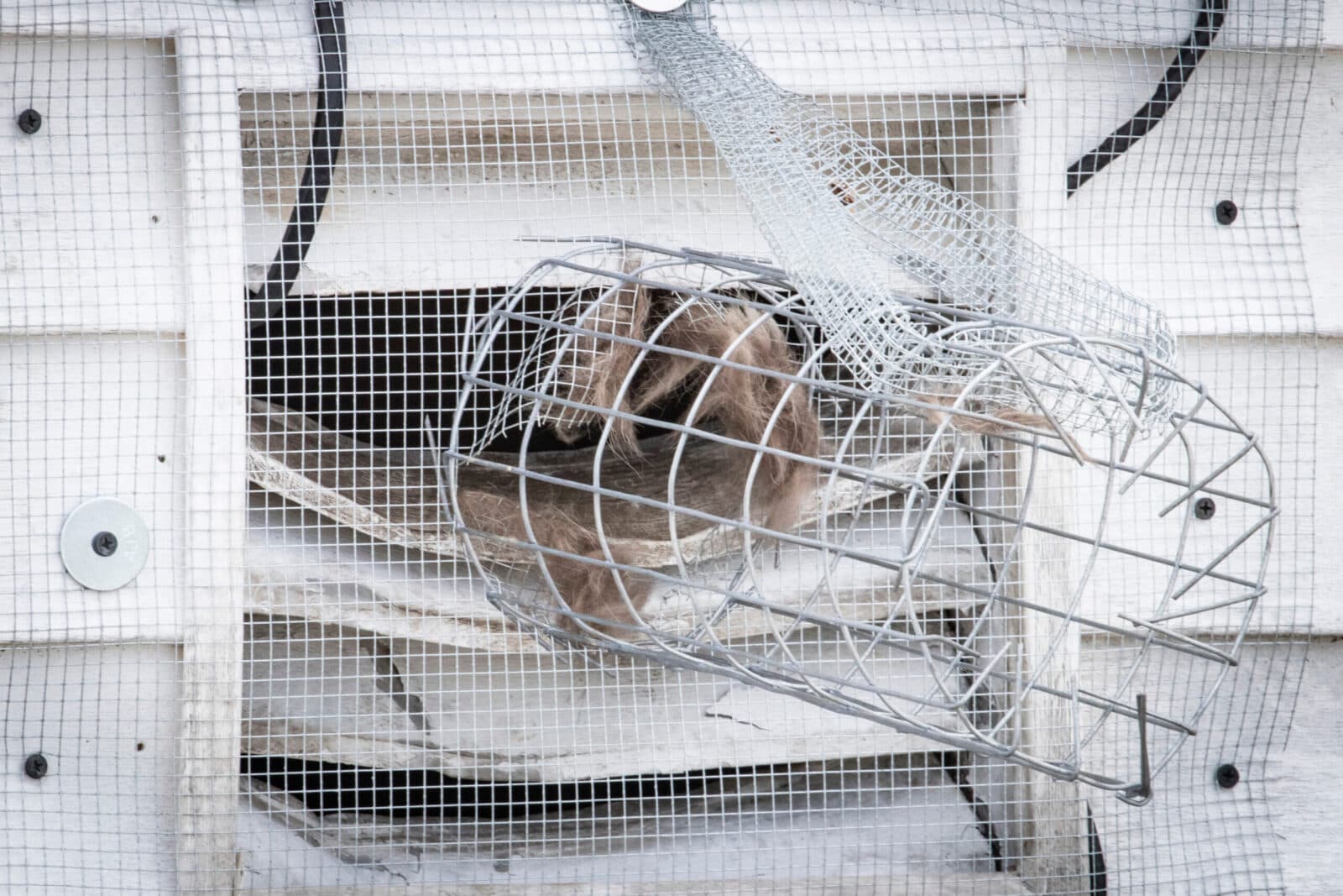 Looking For the Best Rodent Removal Near Me?