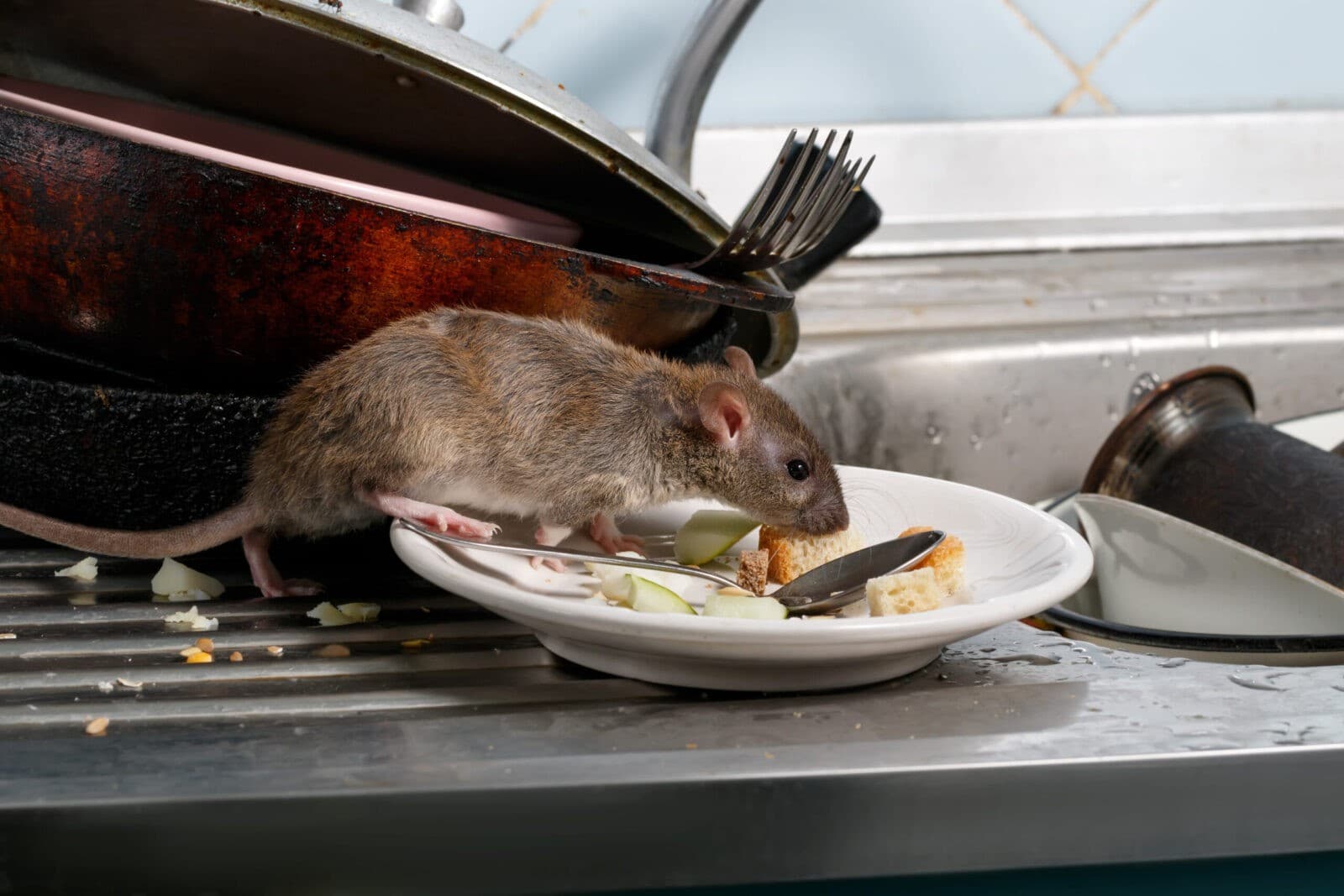 Mice in the attic