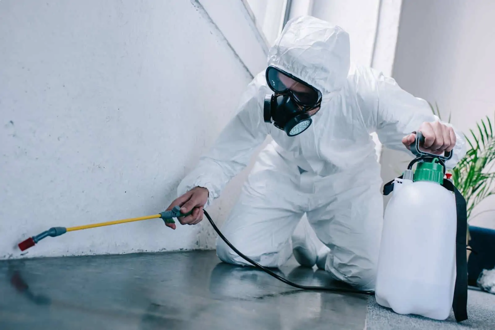 Routine Inspections: The Key to Long-Term Rodent Prevention