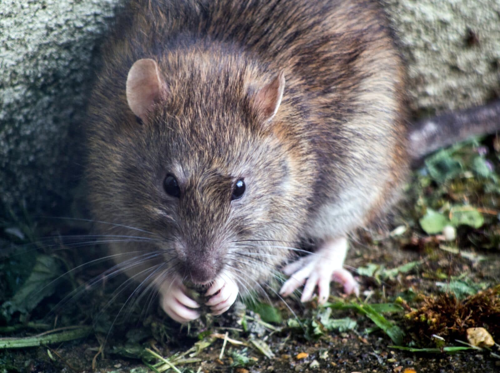 Rodent Issues In South San Francisco CA