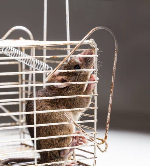 Attic/Crawlspace Rat Removal