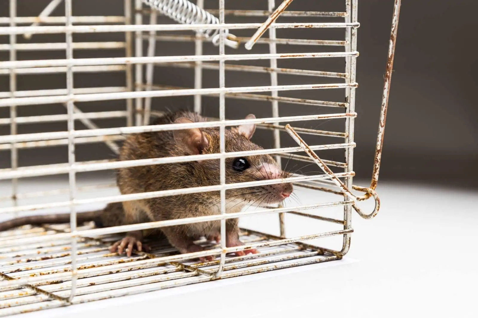 Brown rat in cage