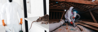 Rat Rodent