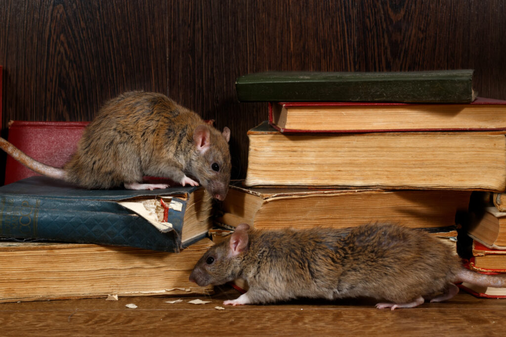 Dirty Crawl Space? Use Our Crawl Space Cleaning and Rodent Removal Services