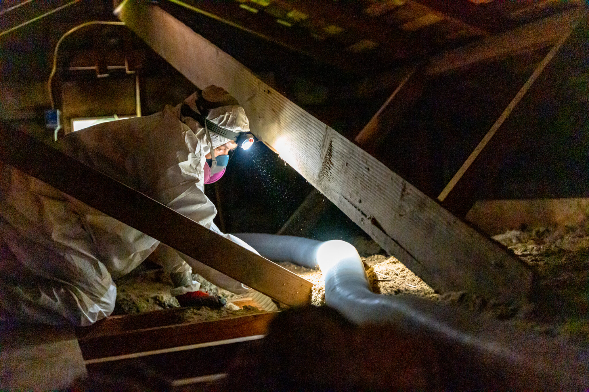 Rodent Removal When to Call a Professional Attic Pros