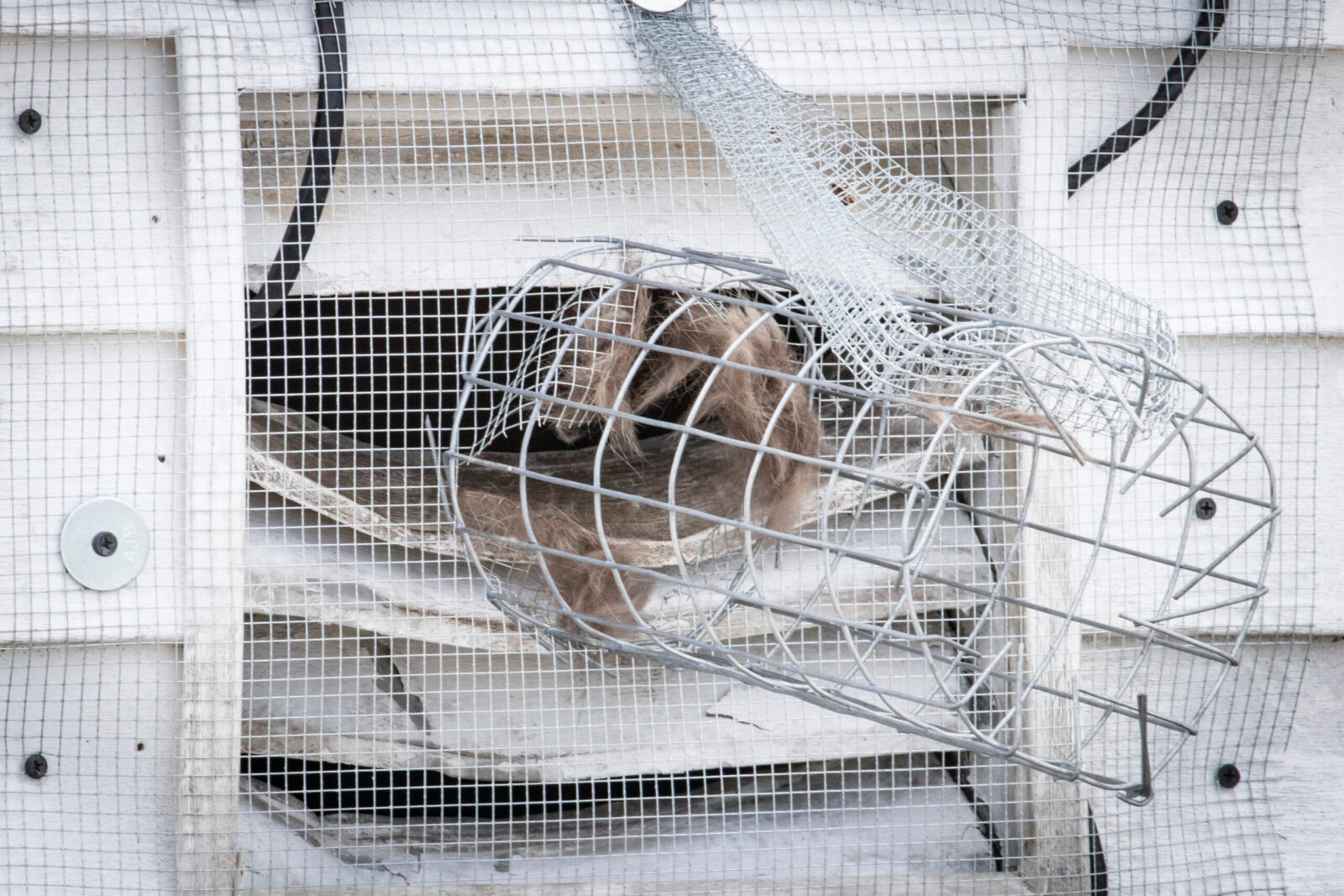 Squirrels In Attic Alameda Attic Pros