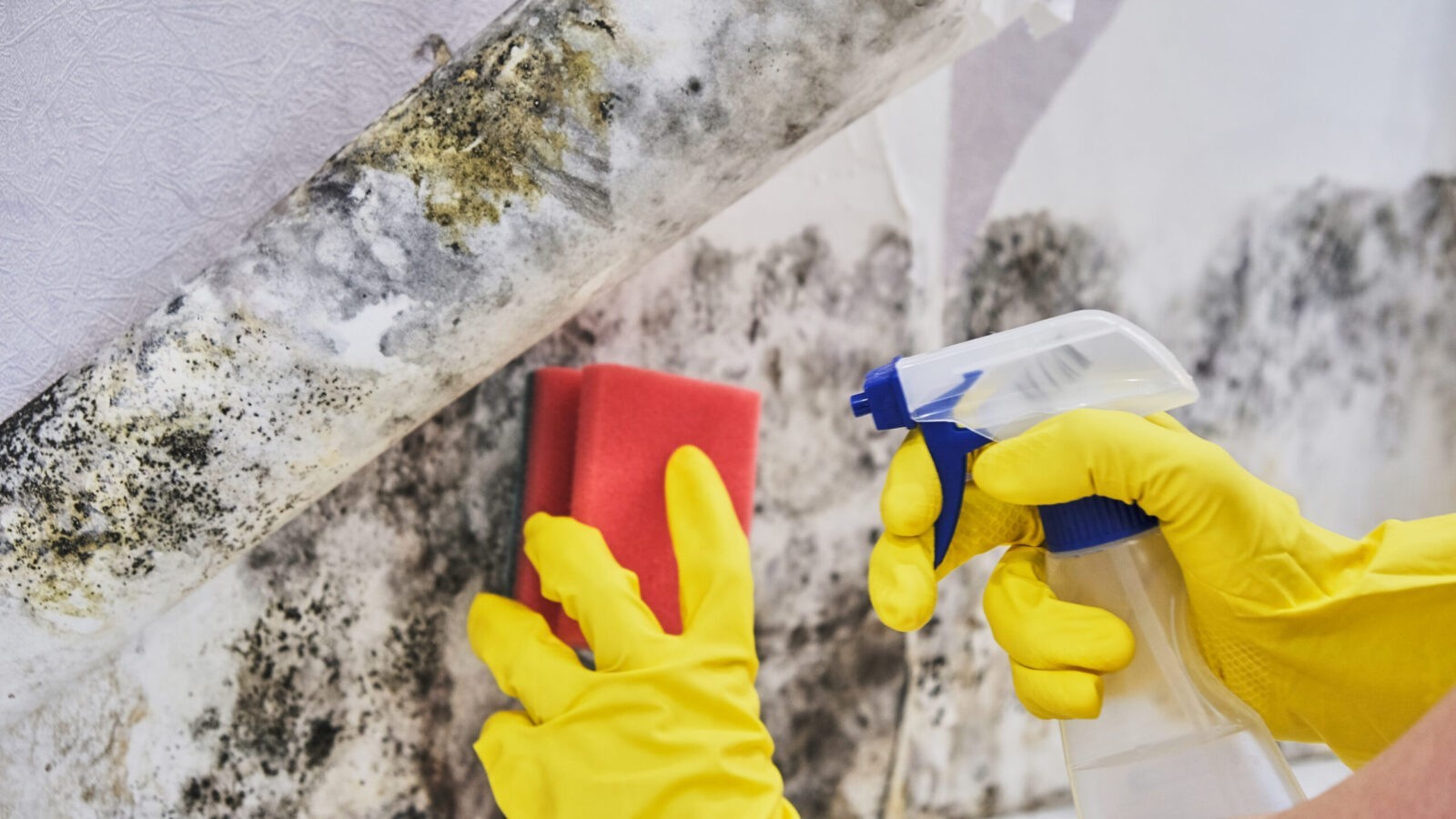 Mold Removal Palo Alto - Attic Pros