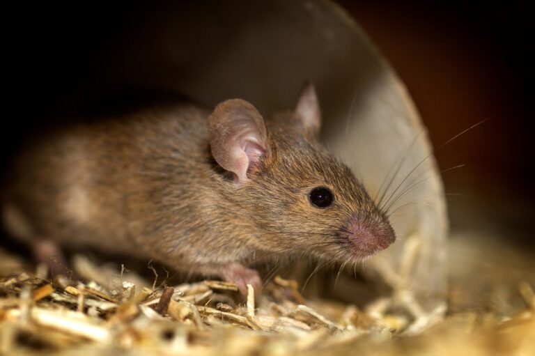 How To Get Rid of Dead Mouse Odor in House