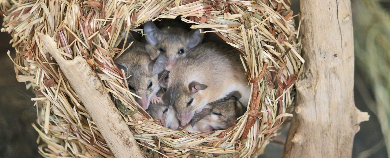 How to Get Rid of Mouse Nests_ Effective Removal Strategies