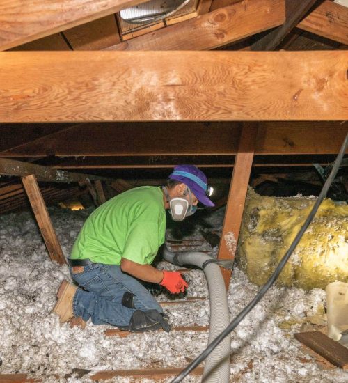 Attic pro team on site cleaning (2) Attic Pros expert workin attic in green shirt