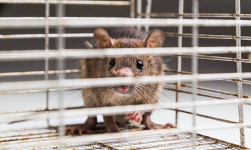 close-up-of-anxious-rat-trapped-in-metal-cage brown rat in cage