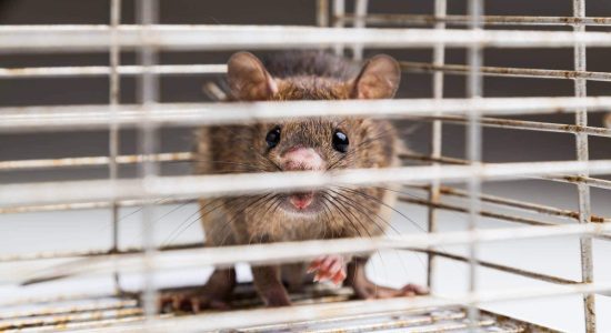 brown rat in cage